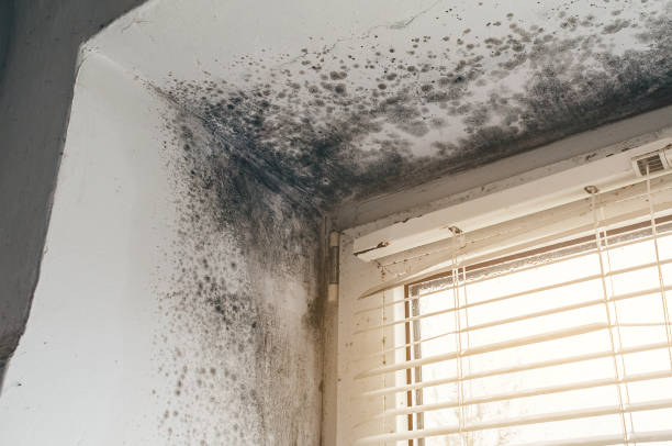 Affordable Attic Mold Removal solutions in Walnut Bottom, PA