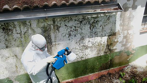 Top rated local Attic Mold Removal specialists in Walnut Bottom, PA